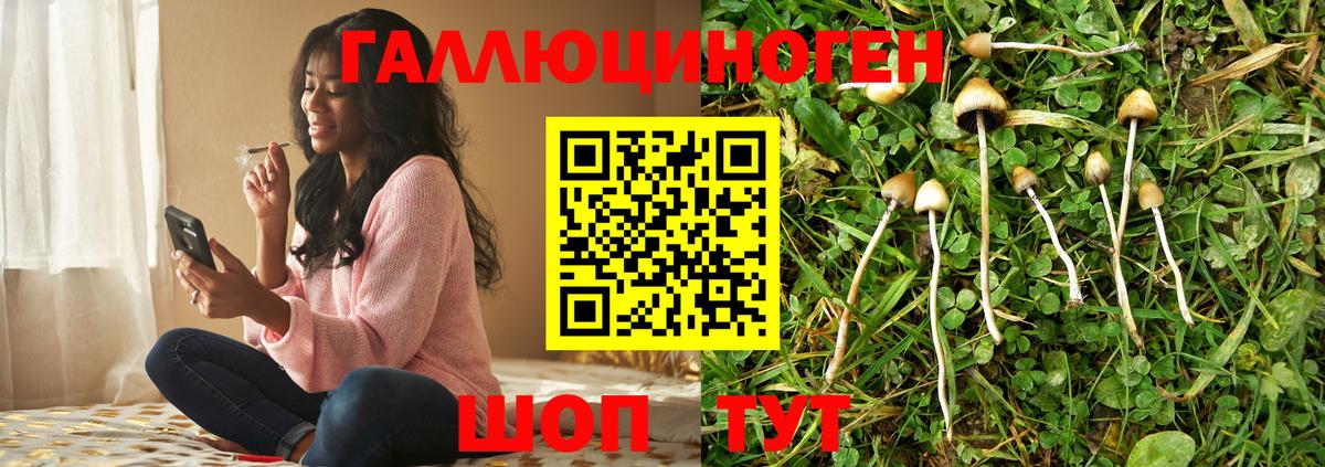 как найти закладки  Волжск  Псилоцибиновые грибы Cubensis 